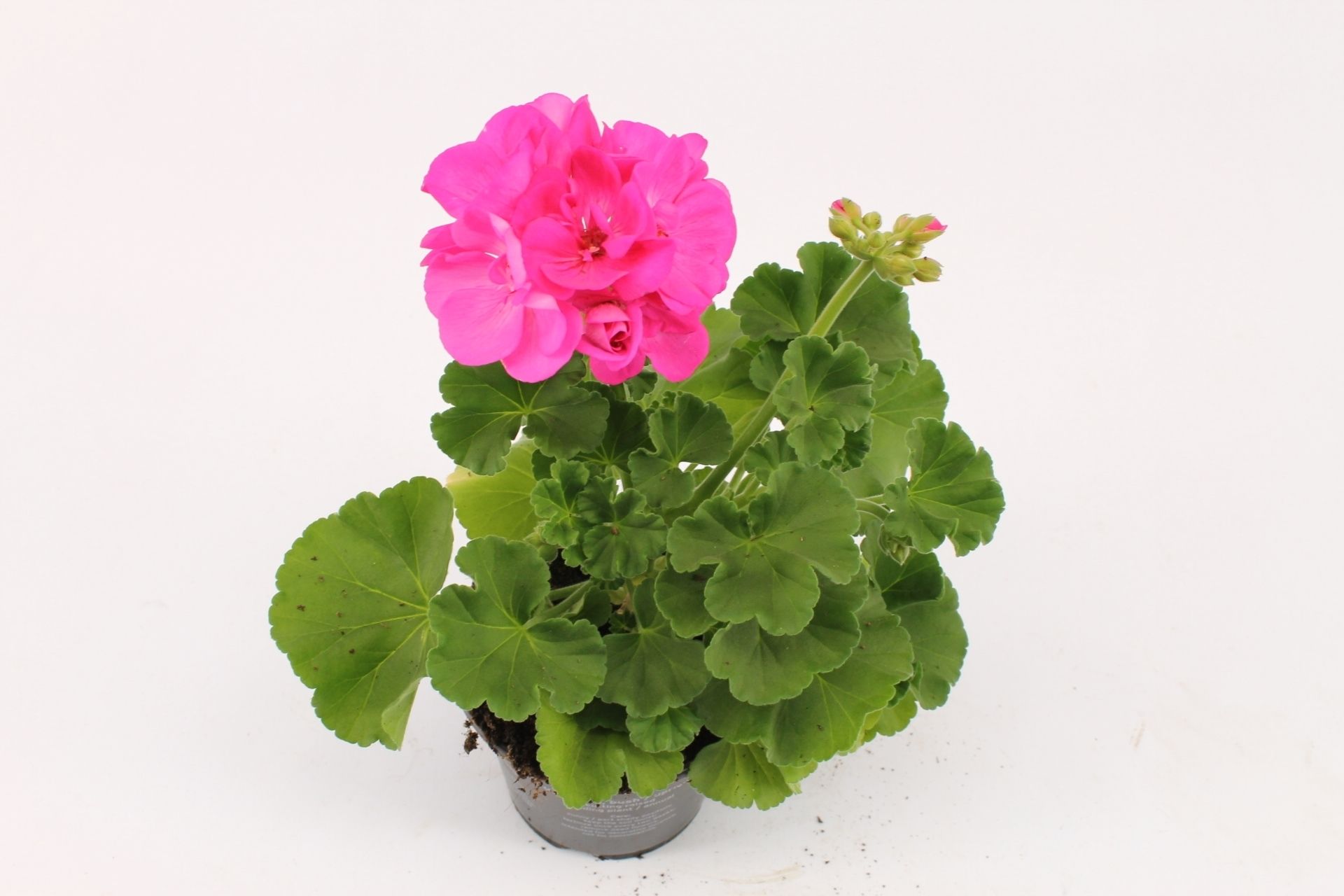Pelargonium Zonale Hurricane, D 10,5