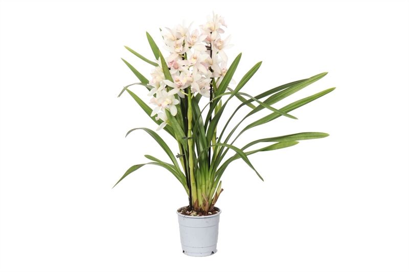 Cymbidium p12 Heino 5T25+, D 12