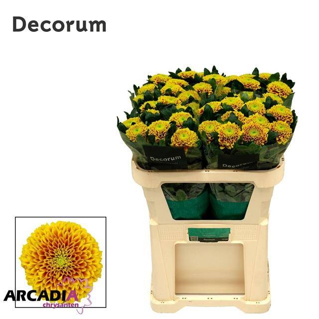 Хризантема од. Тропикана 70, шт.