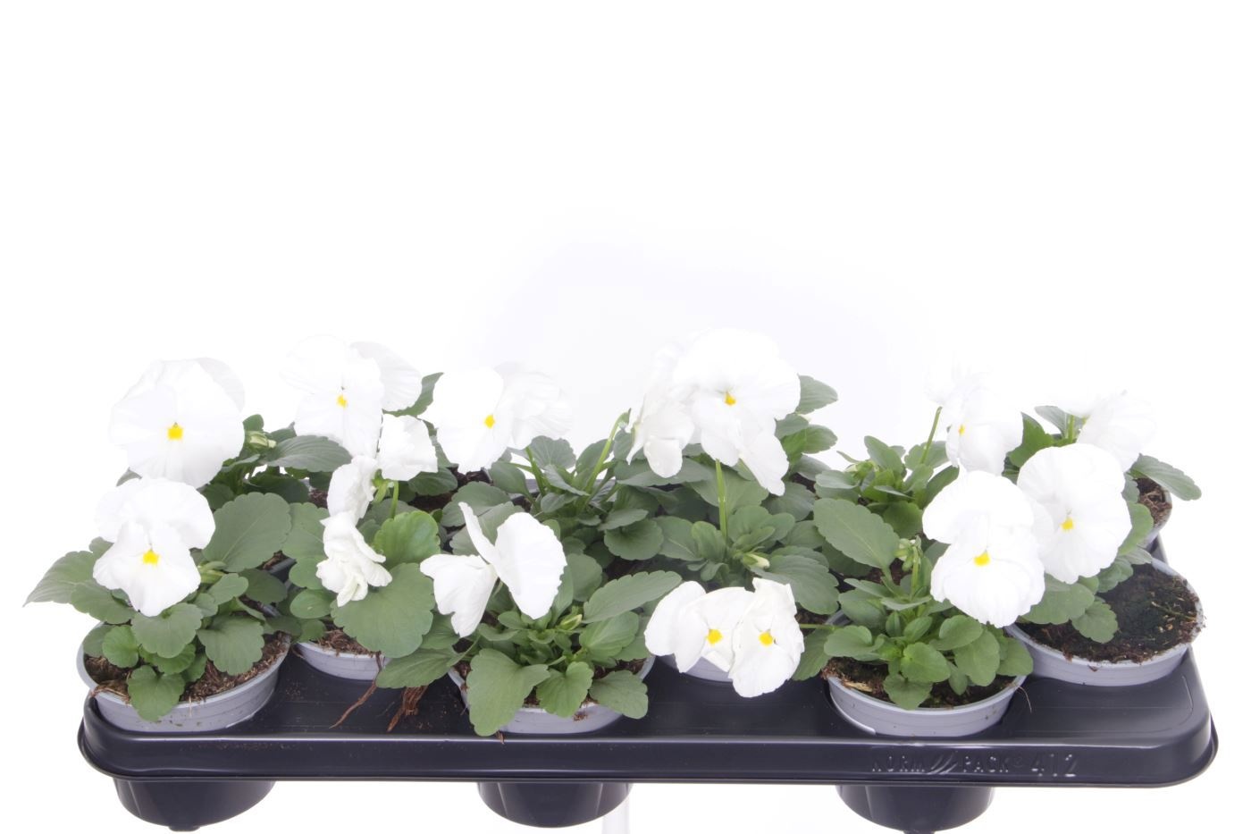 Viola witt. Delta Pure White, D 11