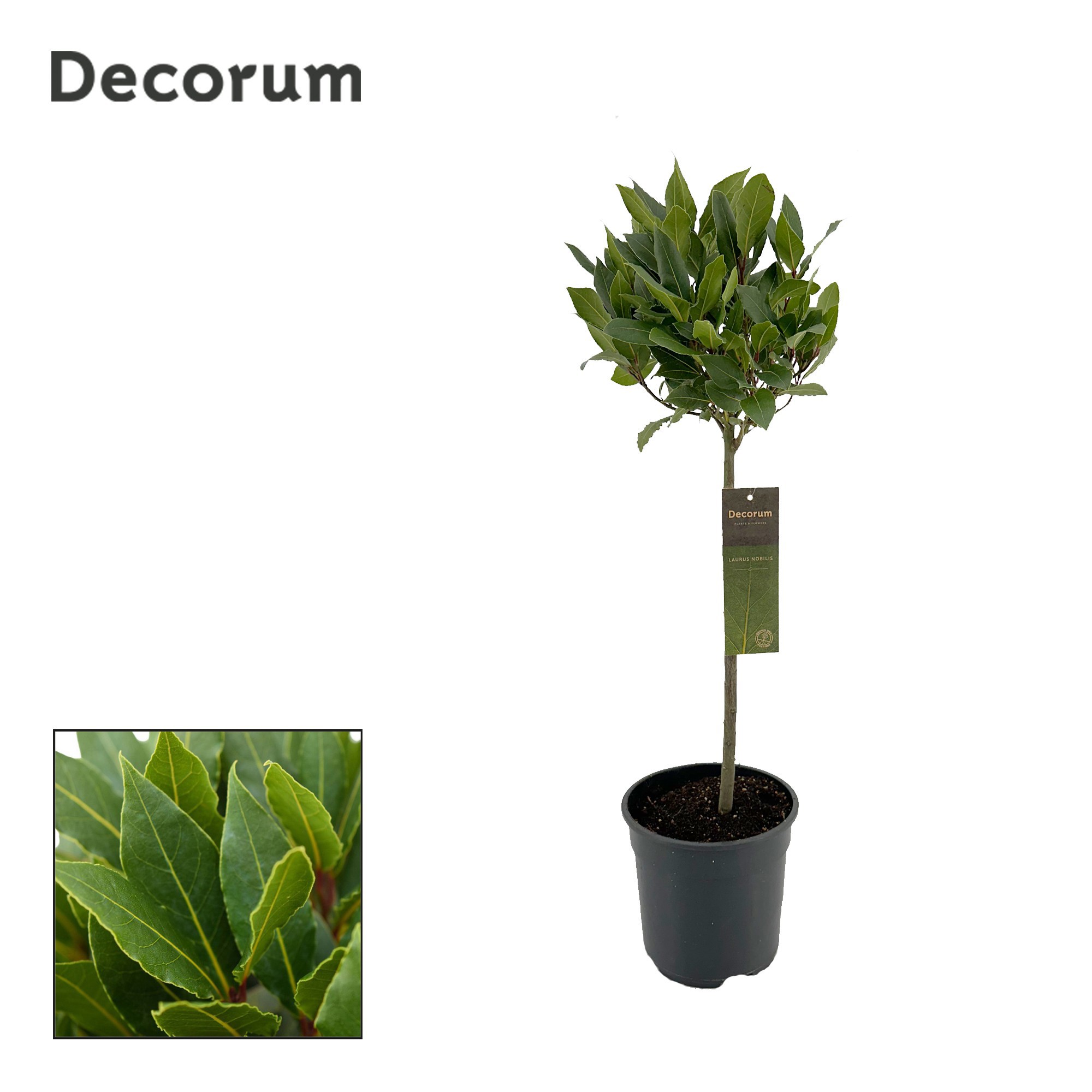 Laurus nobilis Bol op stam, D 20