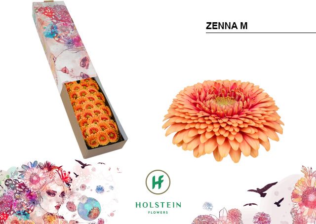 Гермини Помпон Зенна М x60, шт.