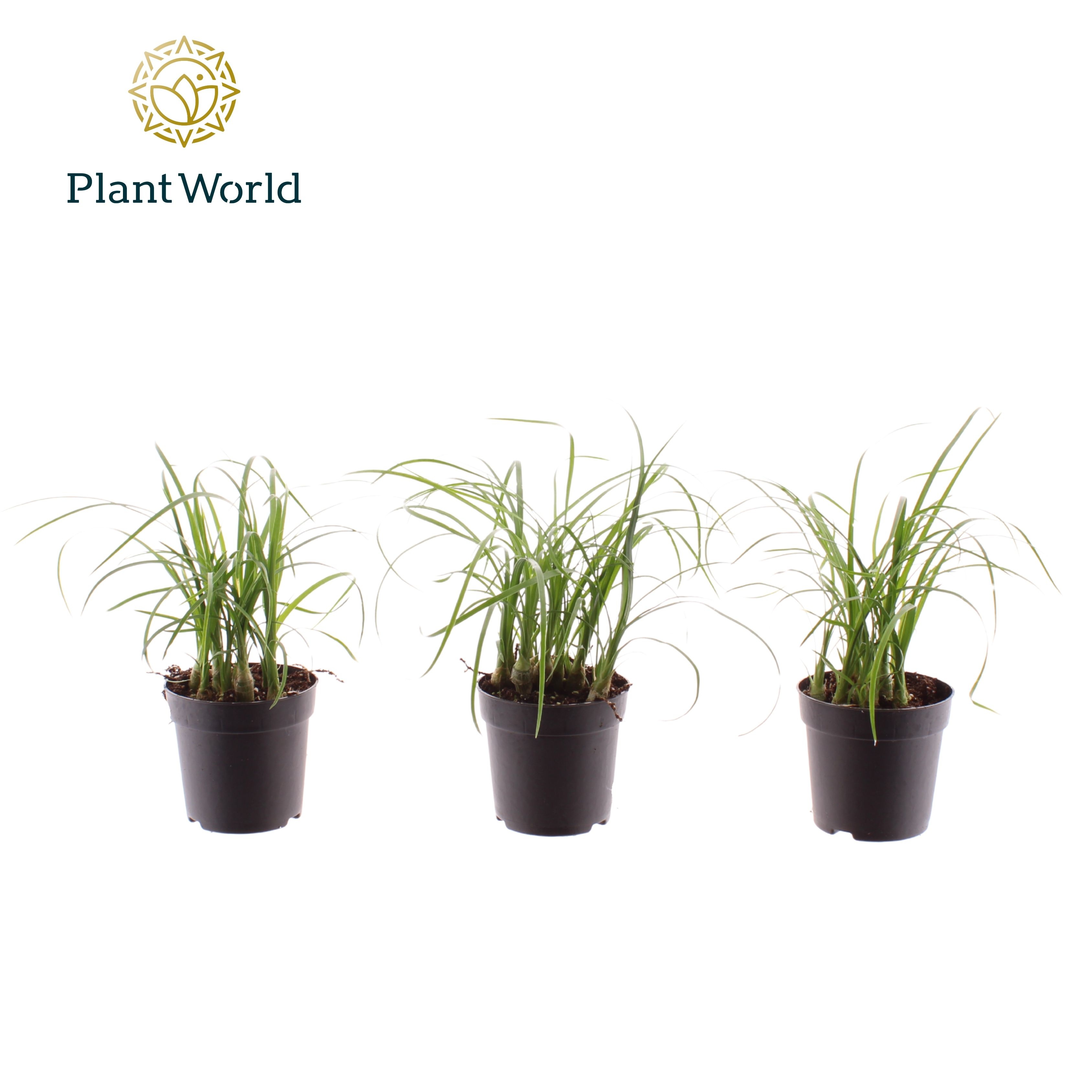 Nolina Bushy 7 cm, D 7