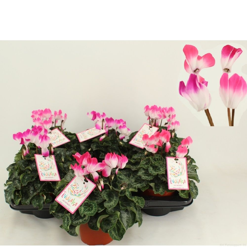Cyclamen Indiaka 4 Kleuren mix, D 13 cm
