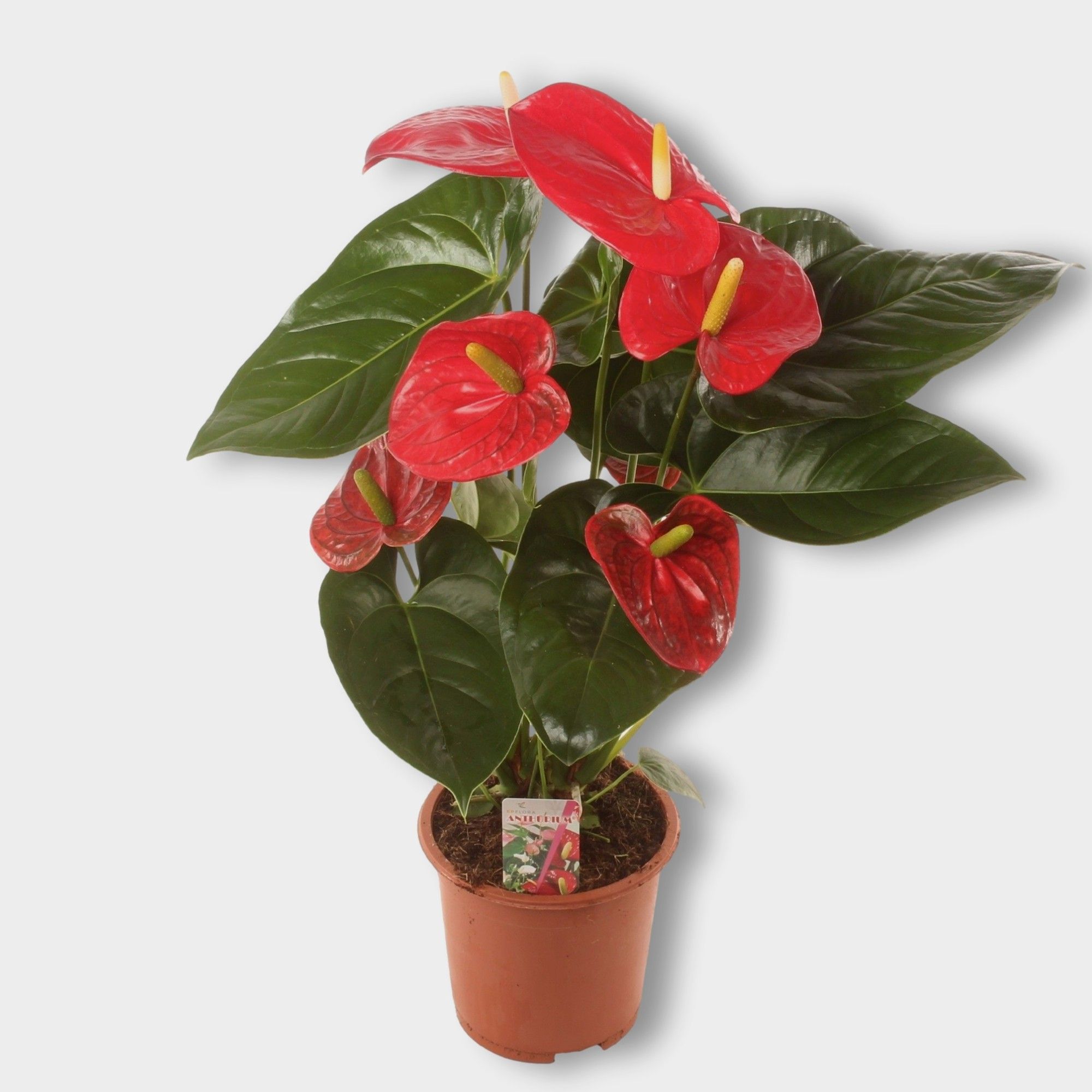 Ant. Turenza P17., D 17 cm