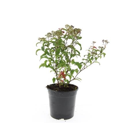 Spiraea jap. 'Crispa', D 14 cm