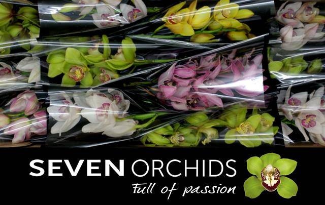 Цимбидиум Микс x12 50, шт.