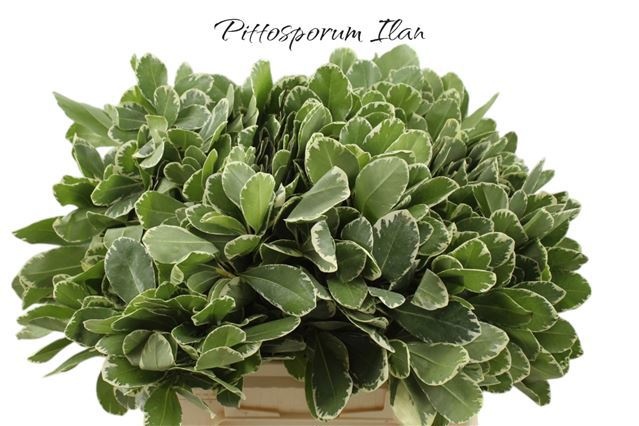 Питтоспорум Илан 40 (зелено-бел.), шт.