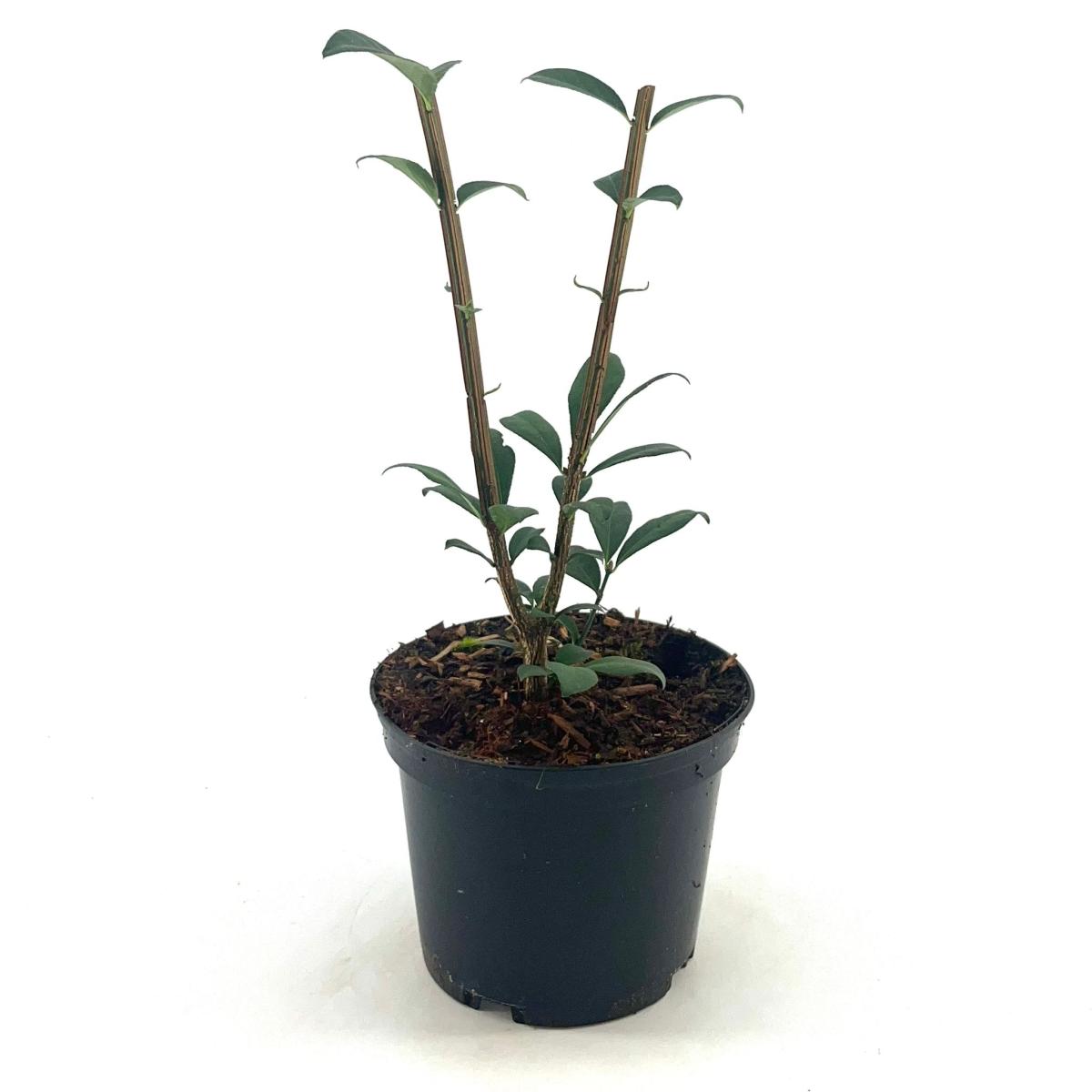 Euonymus alat. 'Compactus', D 17