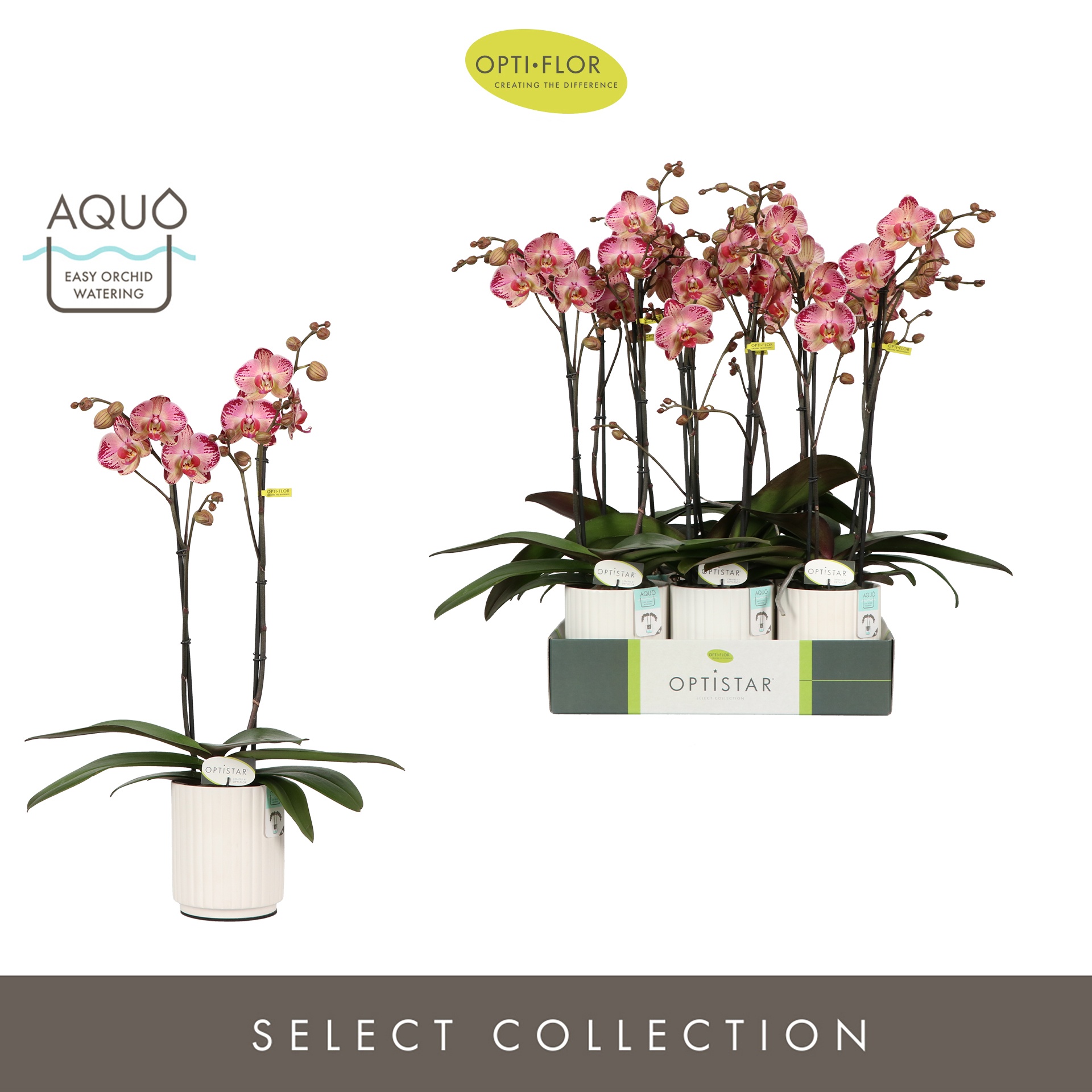 Optistar Gaga 2 spike in Molise White Aquo, D 12 cm