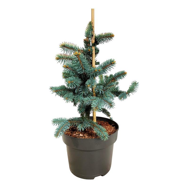 Picea pungens 'Bialobok', D 21