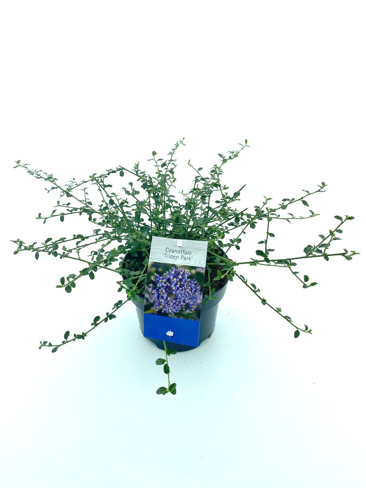 Ceanothus 'Tilden Park', D 17