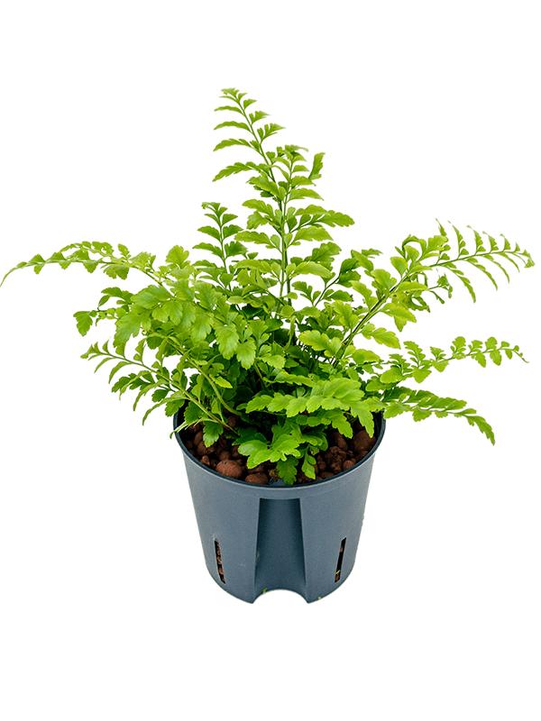 Asplenium dimorphum 'Parvati', D 13