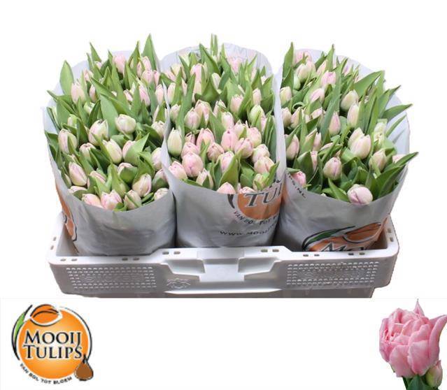 Тюльпан дв. Марьяж, шт. Тюльпан дв. Марьяж, шт.