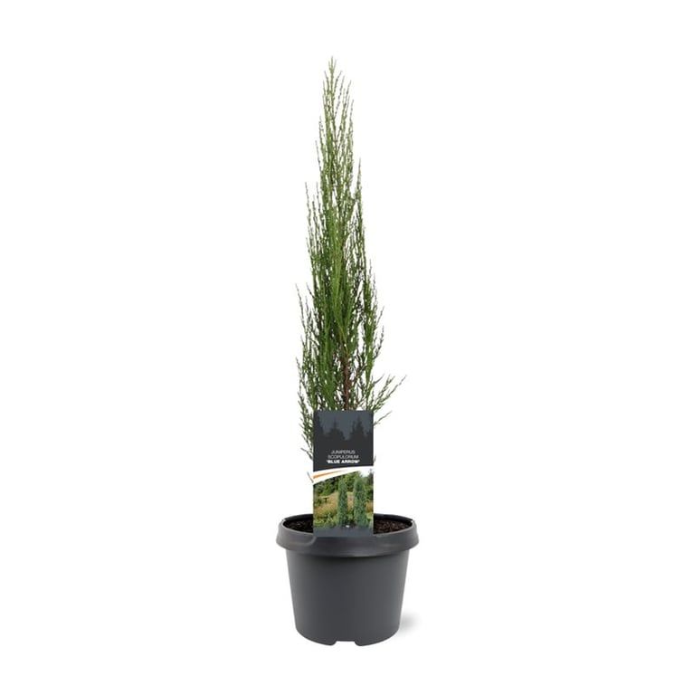 Juniperus scopulorum 'Blue Arrow', D 19
