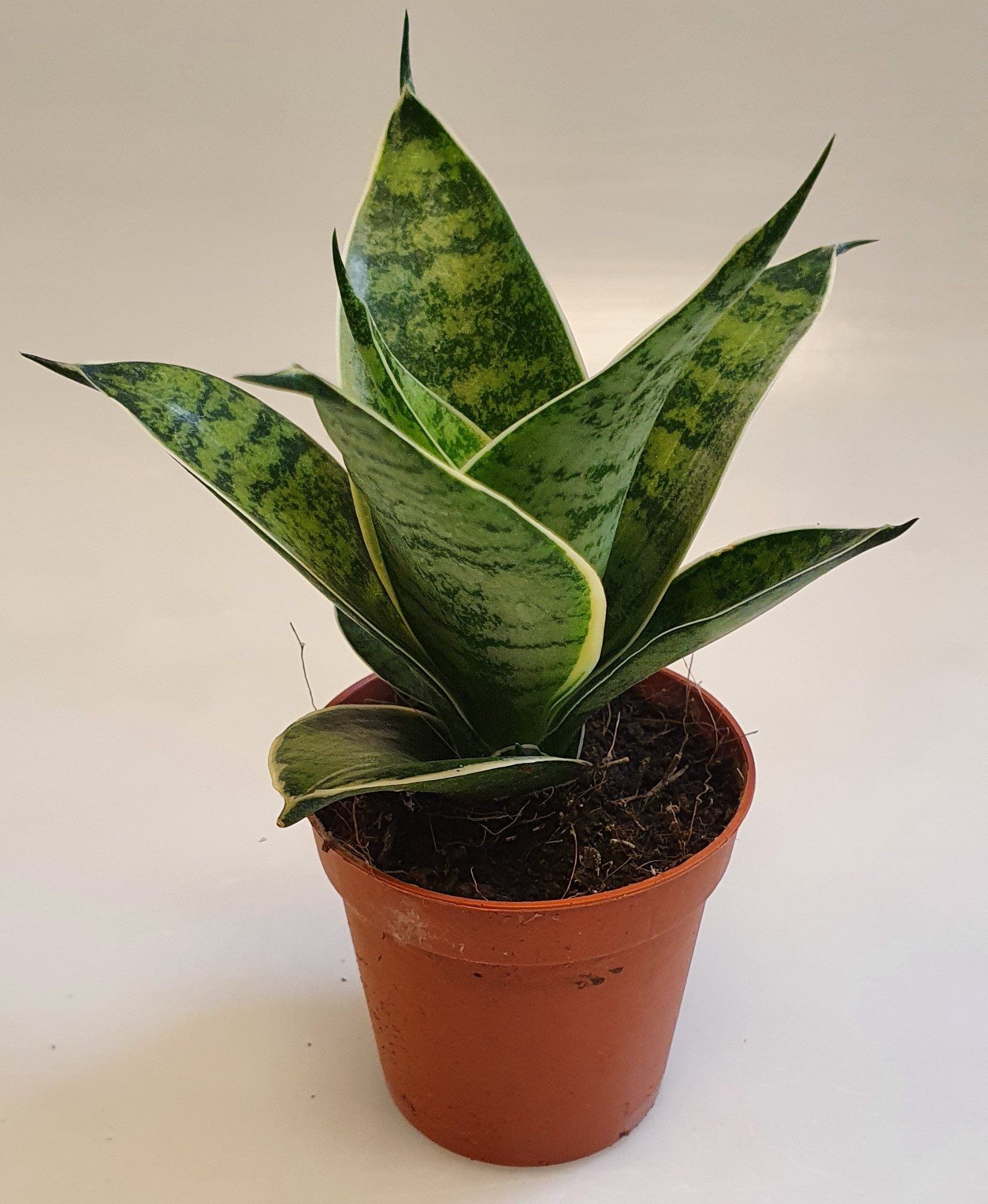 Sansevieria Hahnii 6 cm Silver Hahnii(Decorum), D 6