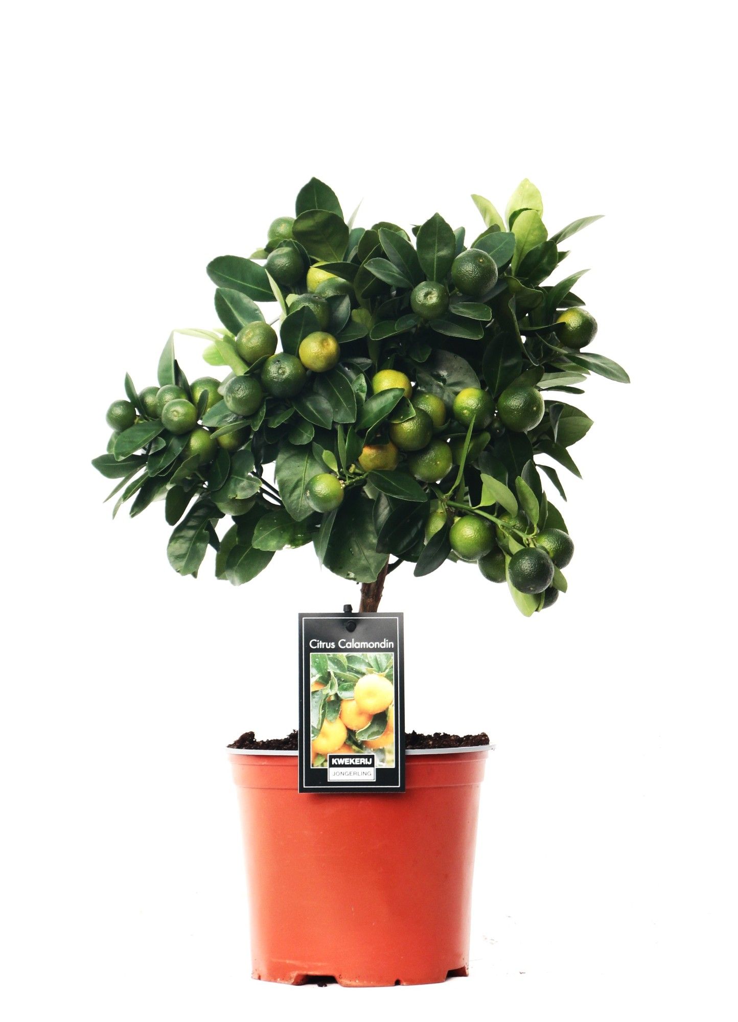 Citrus Calamondin, D 15