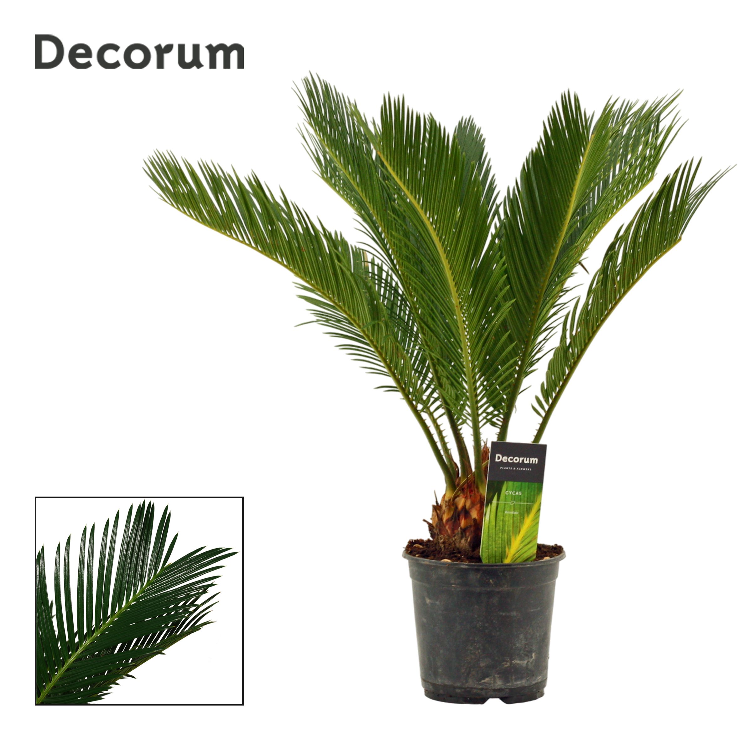 Cycas Revoluta 14 cm Decorum, 10+ veren, D 14