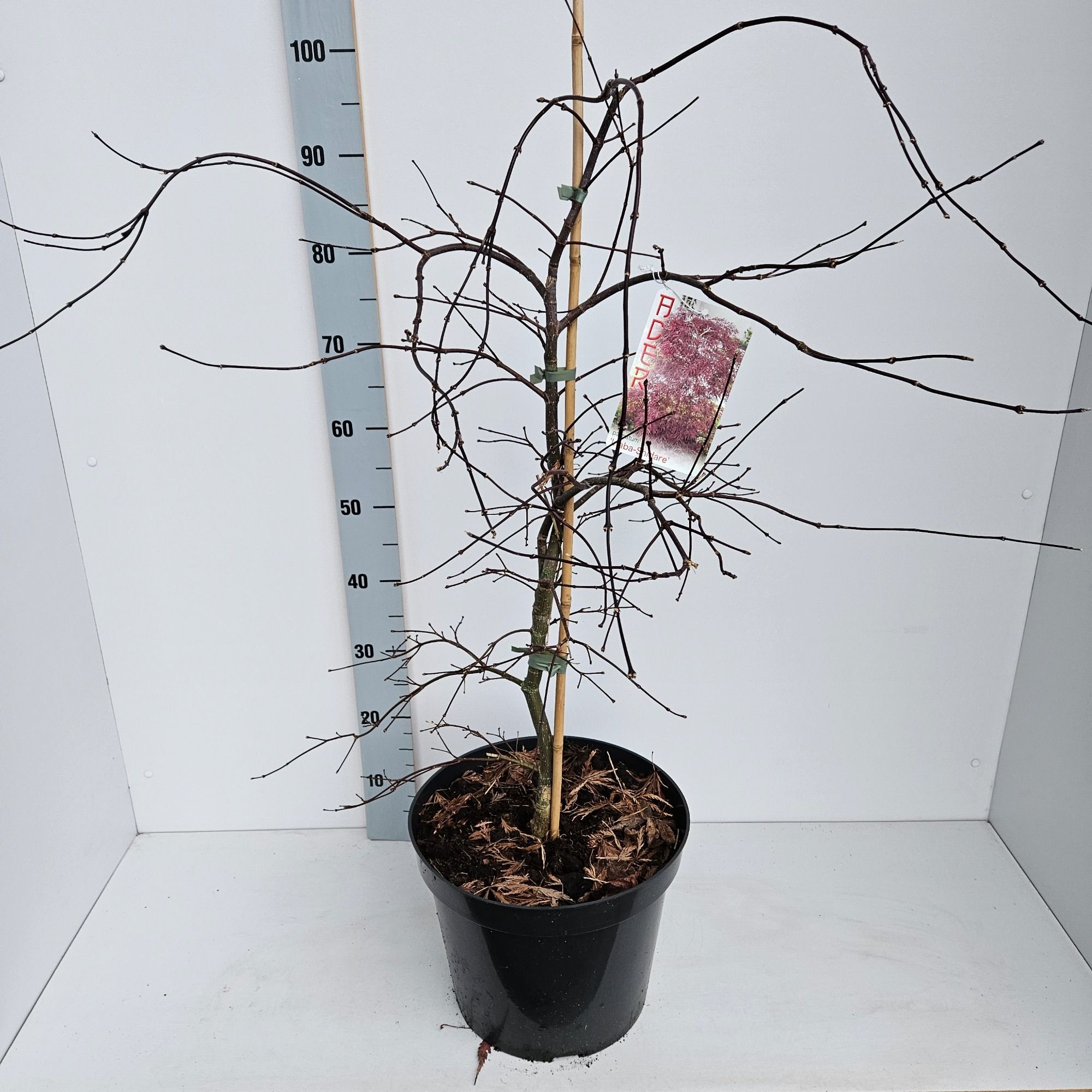 Acer palmatum 'Inaba-Shidare', D 31