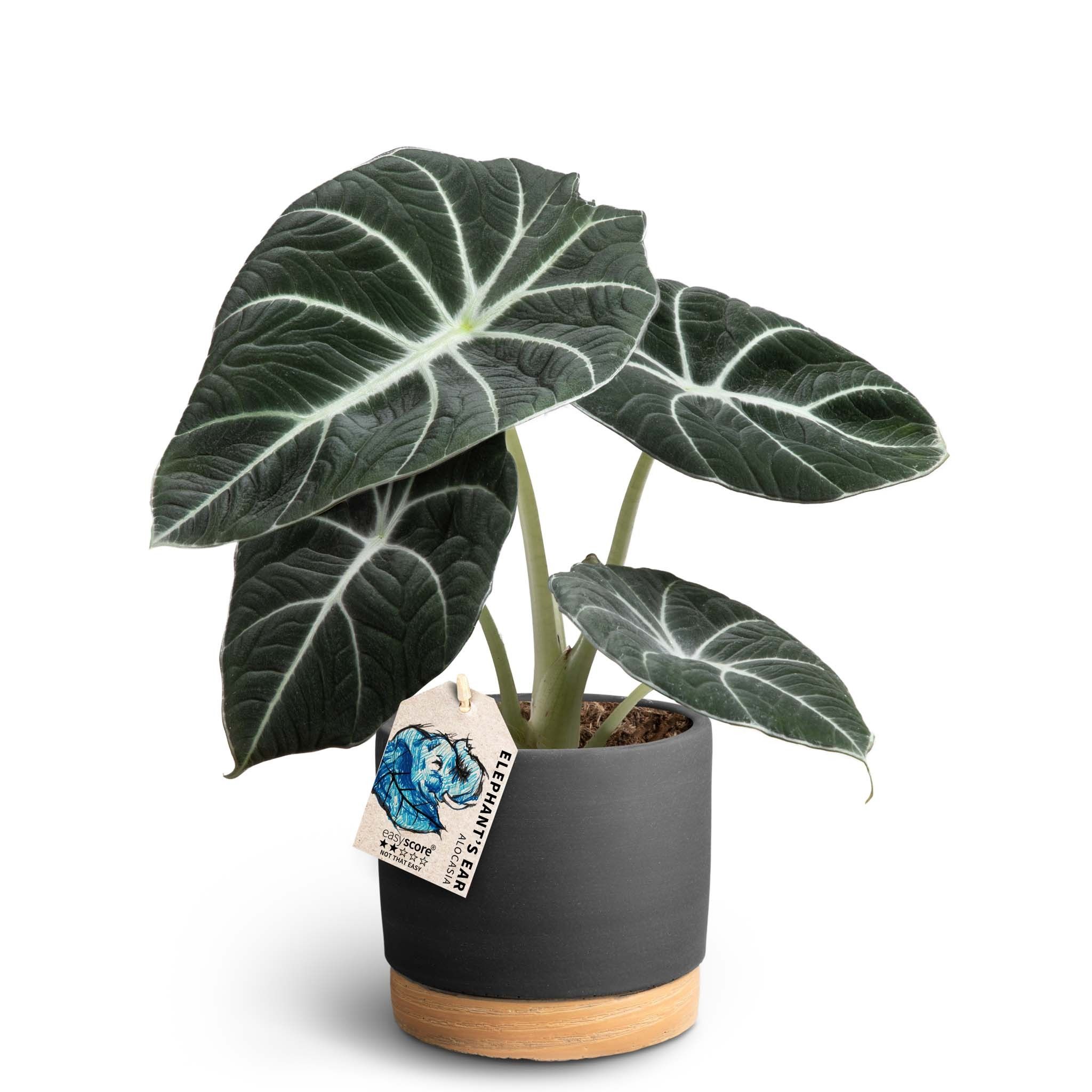 Woodbase Liquorice, Alocasia ´Black Velvet´, D 12 cm