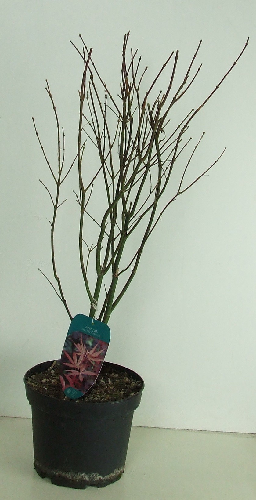 Acer palmatum 'Skeeters Broom' P23, D 23