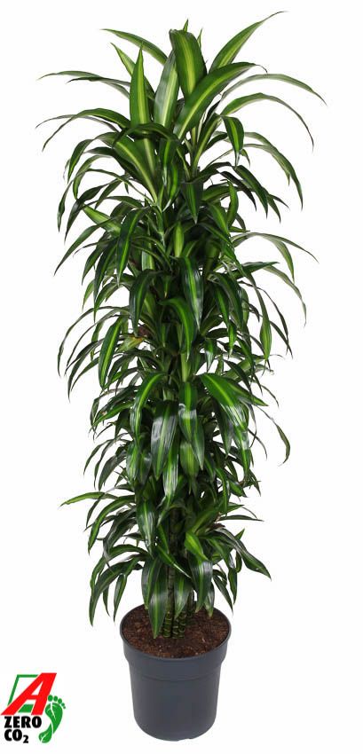 Dracaena Hawaiiana vertakt P34, D 34