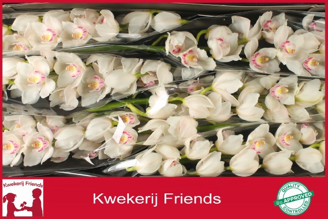 Цимбидиум Килиманджаро x6 80, шт.