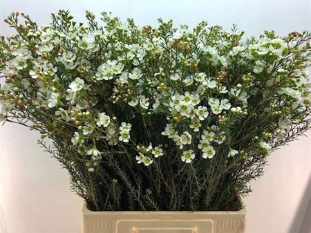 Шамелациум Сириус 70, шт.