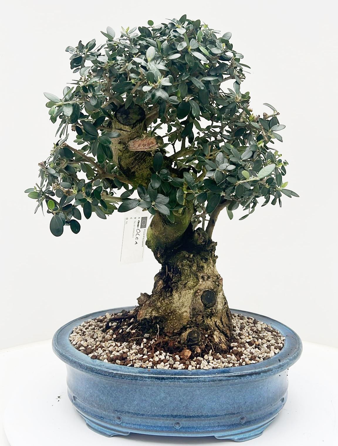 Olea europaea, pot 38cm. Height 60cm. (single item), D 38