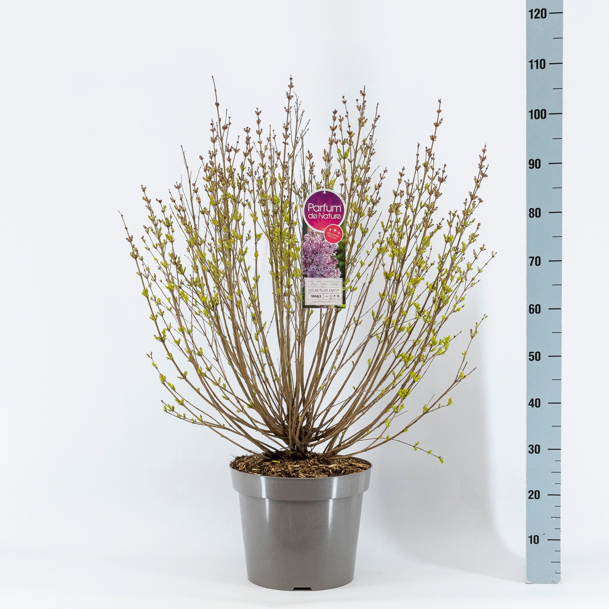 Syringa Sugar Plum Fairy ®, 3-jarig, C15 Sol., D 32