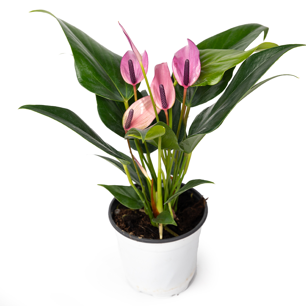 Антуриум зинедин 11 28 (предзаказ)