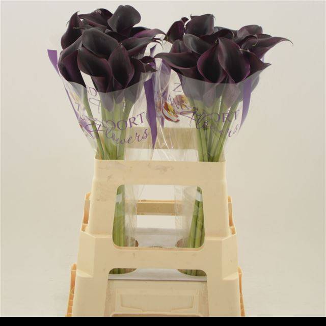 Калла Одесса 60, шт.