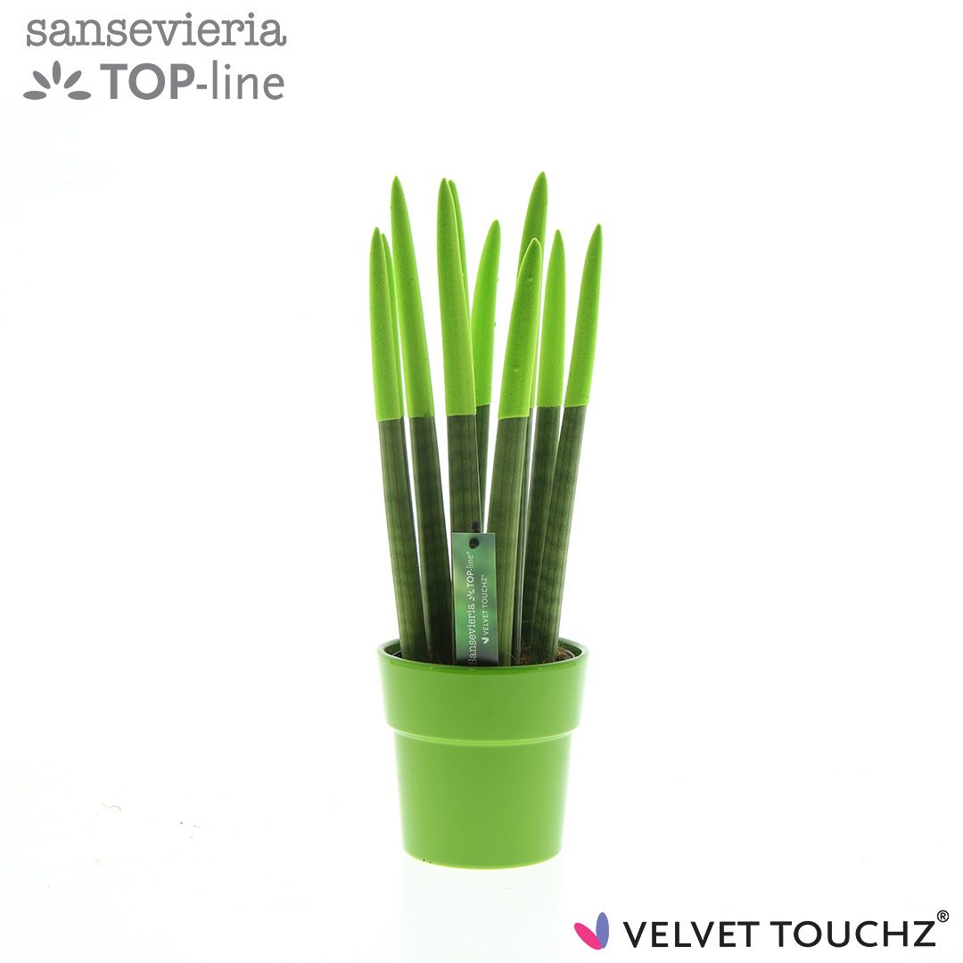 Sansevieria VELVET TOUCHZ® Groen in keramiek Edel, D 12