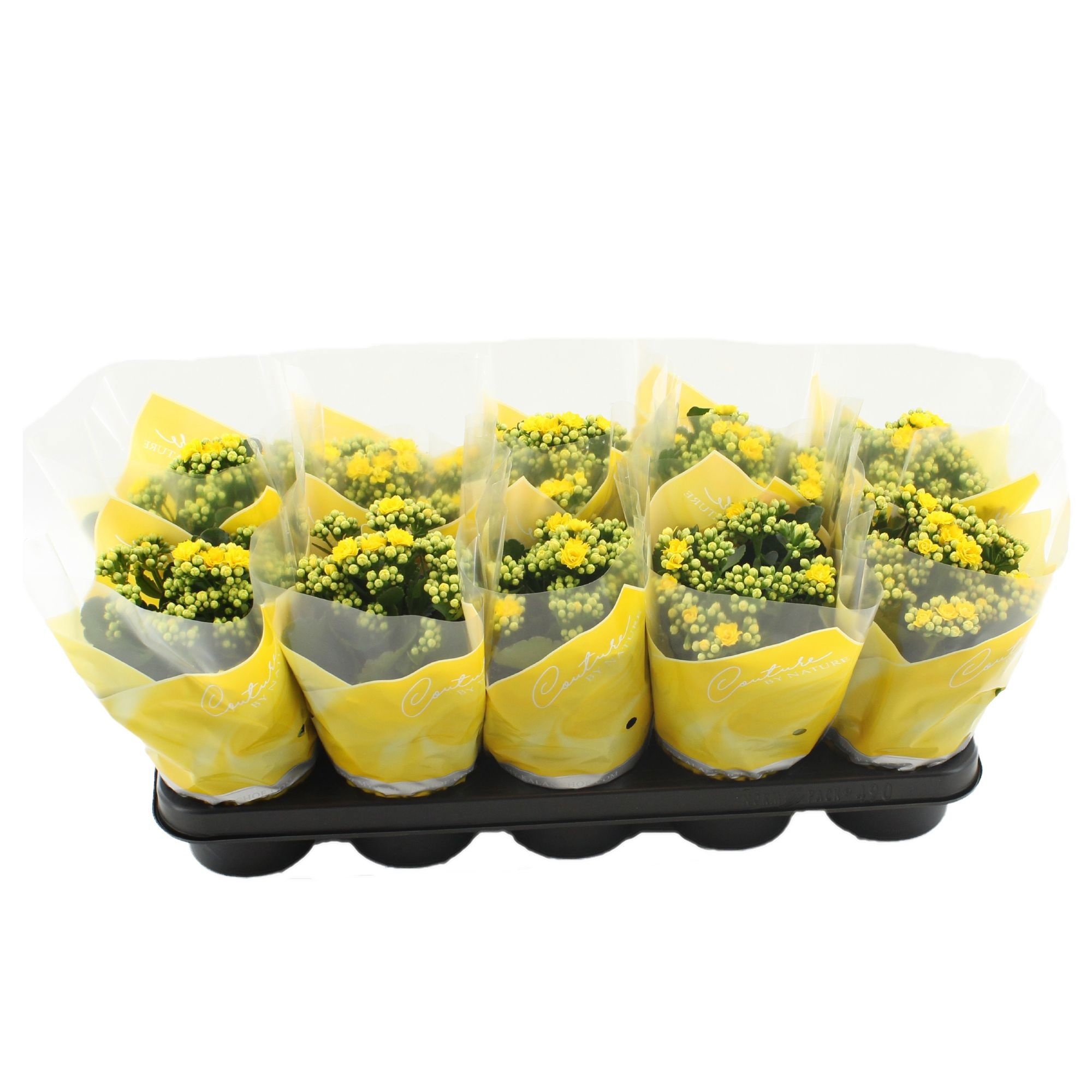 Kalanchoë Perfecta Yellow in Couture sleeve yellow, D 12 cm