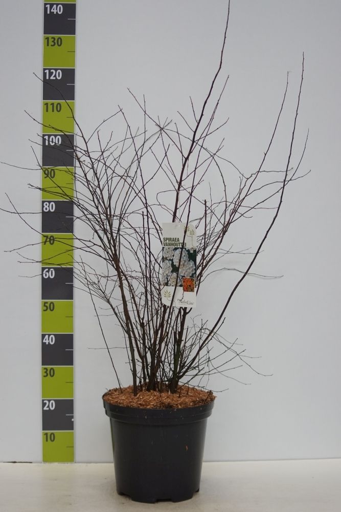 Spiraea vanhouttei C 12, D 30
