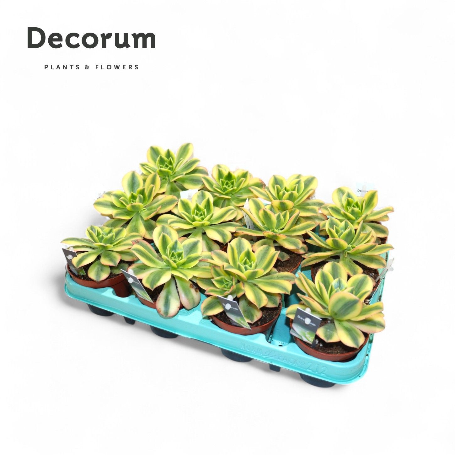 Aeonium Starburst (Decorum), D 8,5