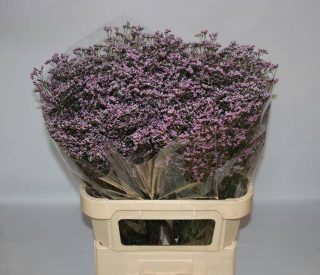 Лимониум Сафора Оши Пинк 80, шт.