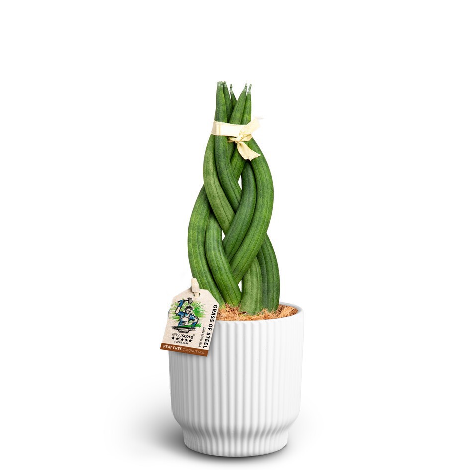 SANSEVIERIA CYLINDRICA 40931160 Nordic White Braid, D 10 cm