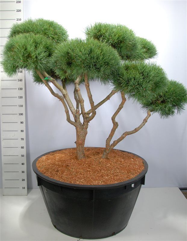 Pinus sylvestris 'Watereri', D 110