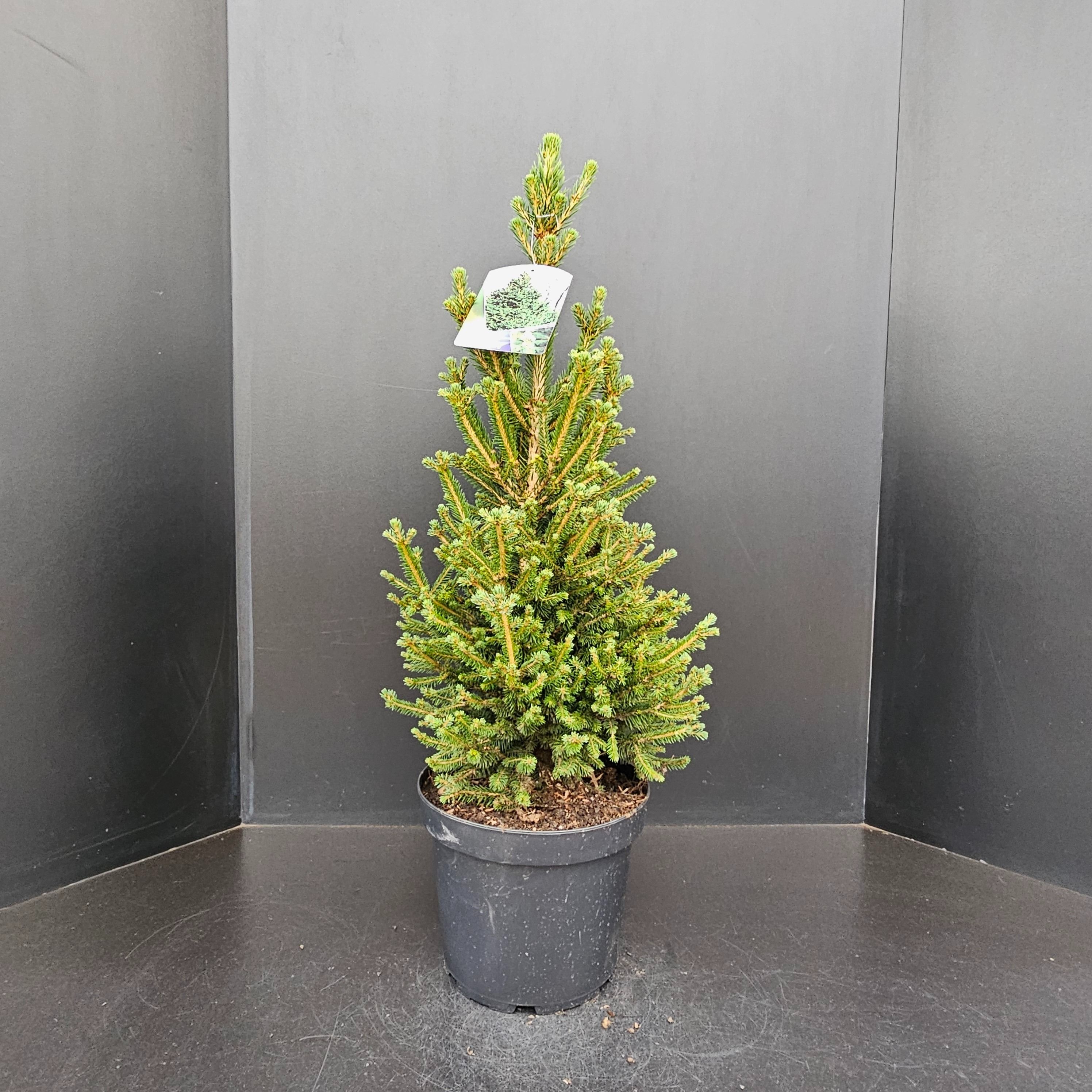 Picea abies Will's Zwerg, D 26