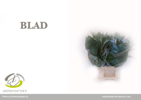 Антуриум Овериг Лист, шт. Антуриум Овериг Лист, шт.