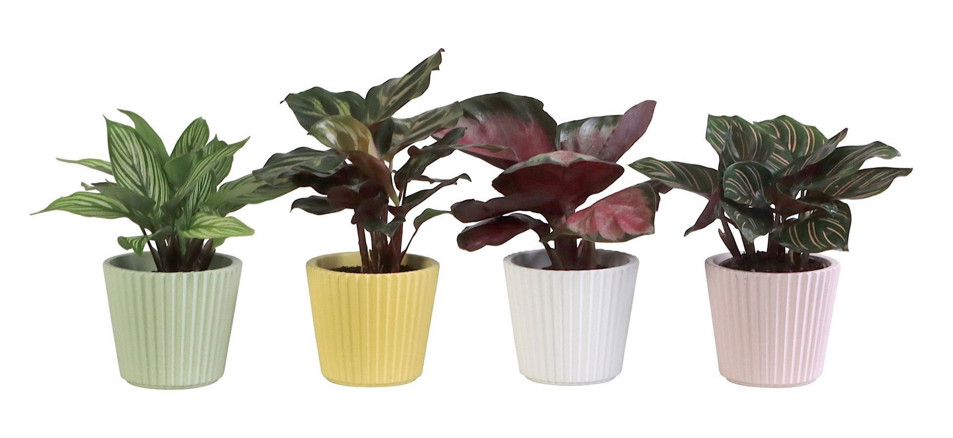 L 65919 with Calathea Mix 6 cm, D 6
