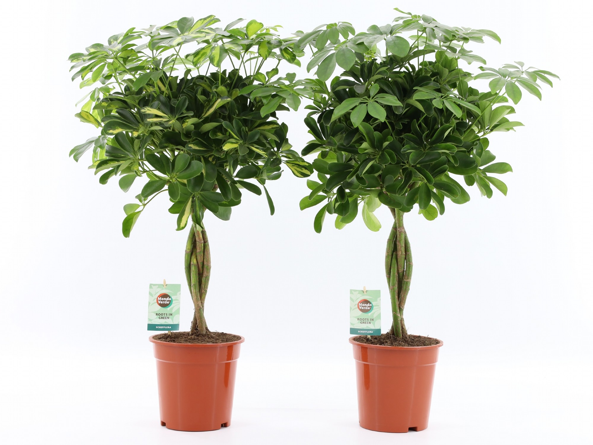 Schefflera arboricola Mix gevlochten stam, D 19