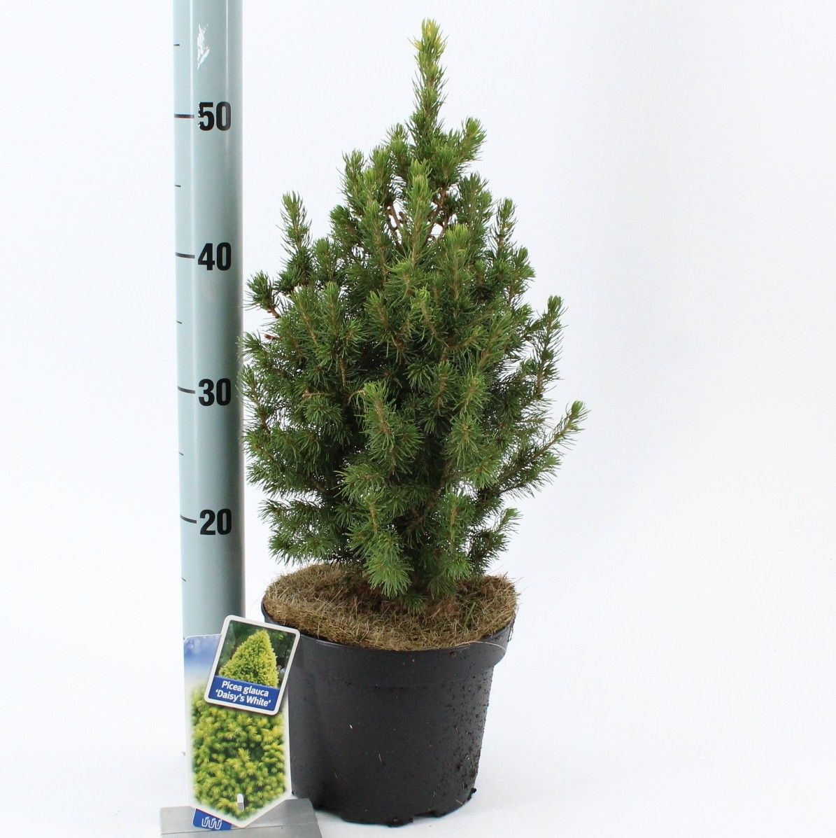 Picea glauca 'J.W. Daisy's White', D 19 cm Picea glauca 'J.W. Daisy's White', D 19 cm