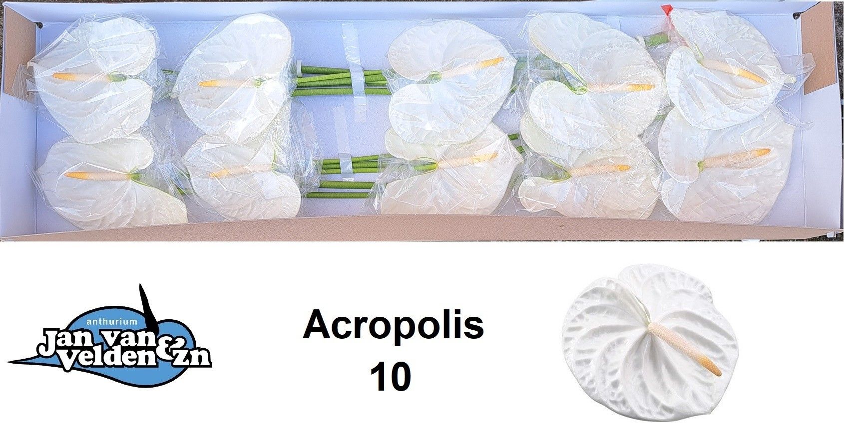 Антуриум Акрополис (бел.) x10, шт.