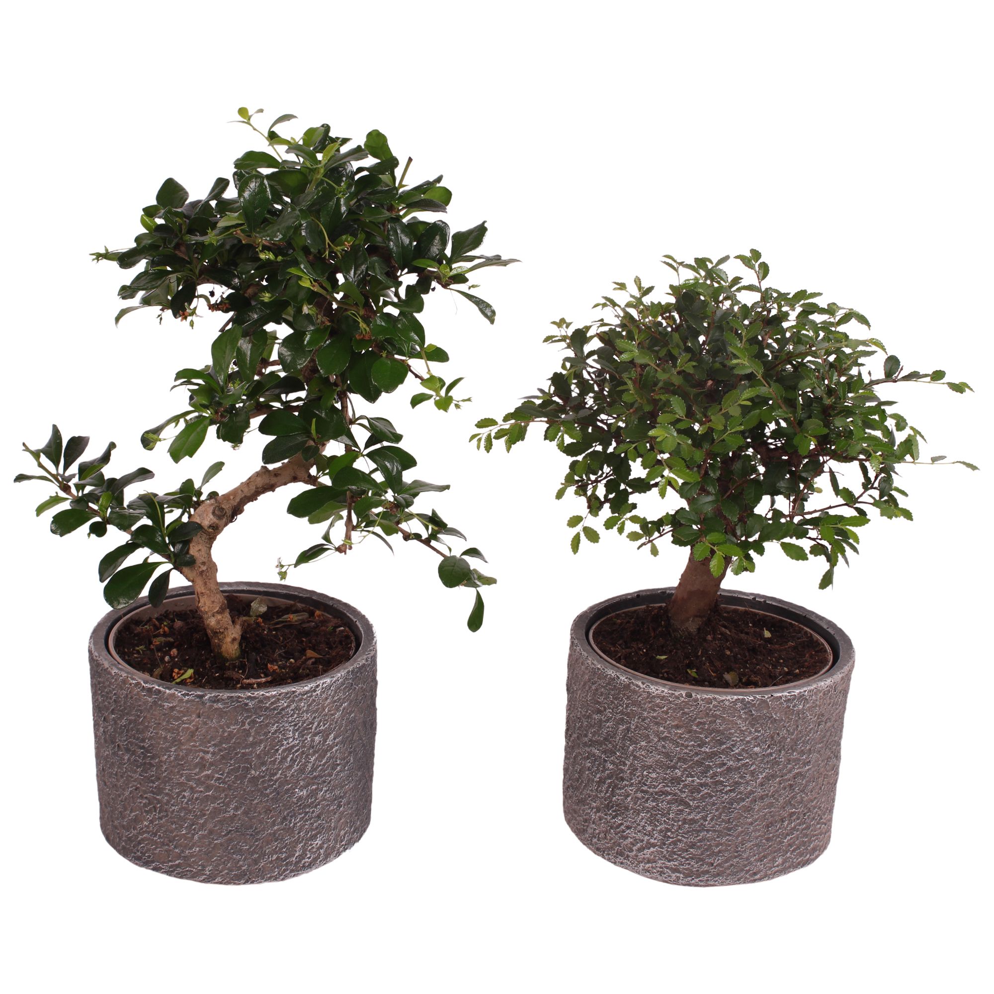 Bonsai Indoor Mix Ø12cm Mix B/S Shape in Ø14cm Ceramic NT566, D 14