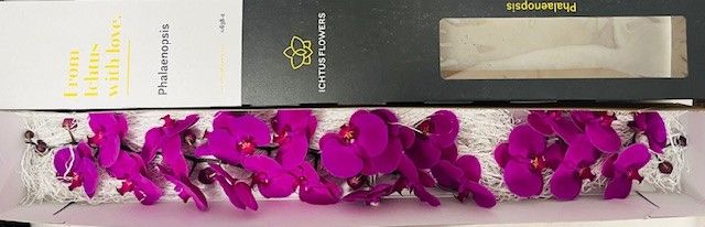 Фалинопсис Чангмэй x25, шт.