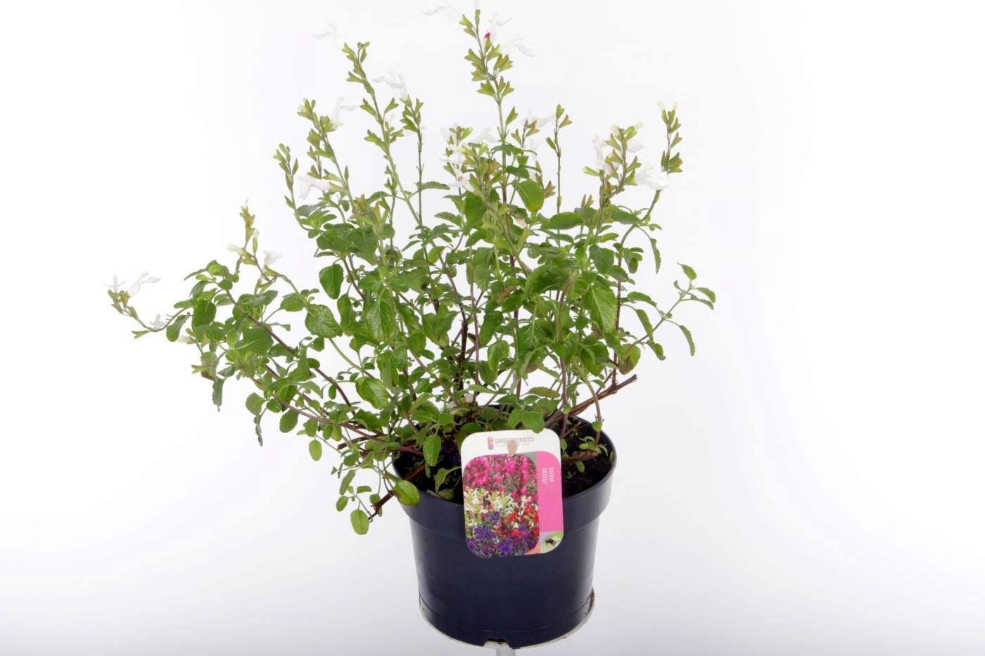 Salvia microphylla Salvinio White, D 17 cm