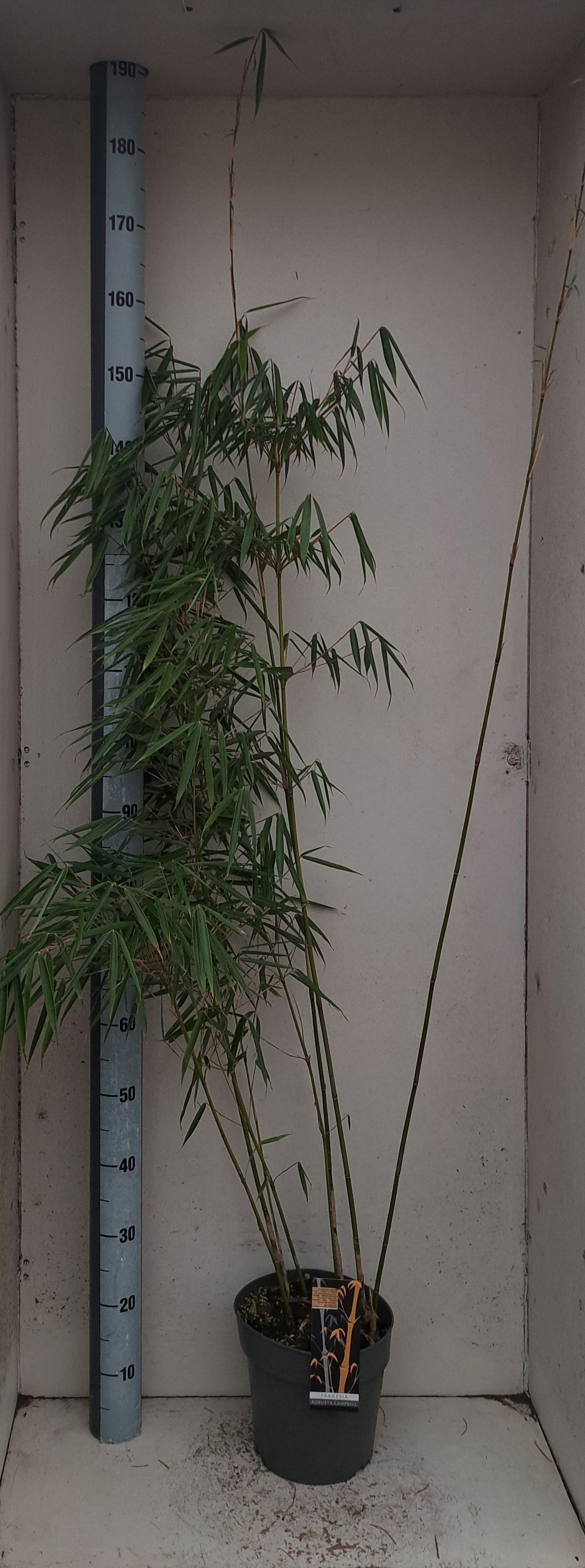 Fargesia robusta Campbell, D 23