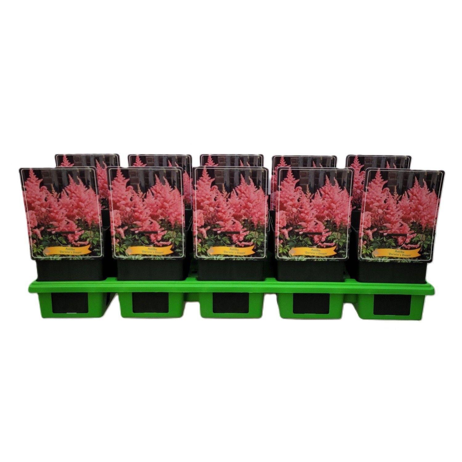 Astilbe 'Darwin's Dream' P11, D 11